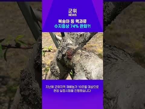 [SHORT군위] 복숭아 수지증상 74% 완화?! 군위군×경북대 공동연구 성과 #군위 #농업기술 #친환경농업