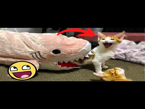 😂 Funny Animals - Animais engraçados - 2021 😂