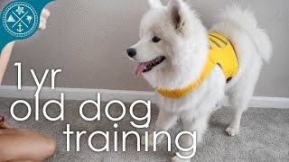 Dog training and tricks - 1 yr Samoyed
