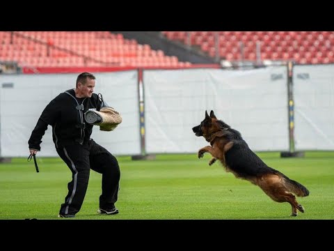 Ronaldo Du Val D’Anzin - Tsb Bszs 2024