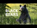 The Apex Predator S Struggle For Survival In Canada S Wilderness Black Bear Documentary