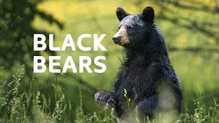 The Apex Predator's Struggle For Survival In Canada's Wilderness | Black Bear Documentary