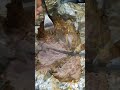 Perfect Hunter Beef Beef Recipe