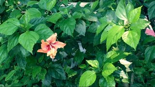 Only One Love In My Life by Ronnie Milsap (1977)