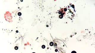 Jesse Baez Tentaciones