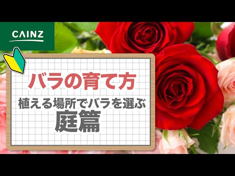 バラを正しく植える 庭の練習