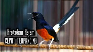 Download lagu Kretekan murai kejem bikin lawanya cepat terpancing seketika gacor mp3 Download lagu Kretekan murai kejem bikin lawanya cepat terpancing seketika gacor mp3