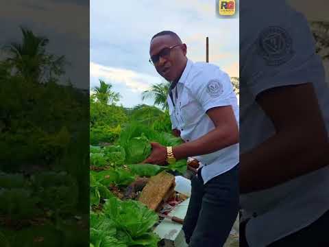 Jamaican Police Stress Relief? 😳🇯🇲🥬