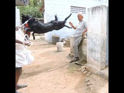 Madurai ku varen da 😅😅 | Breeding goat #goat #goatfarming #goats #farming #farmer