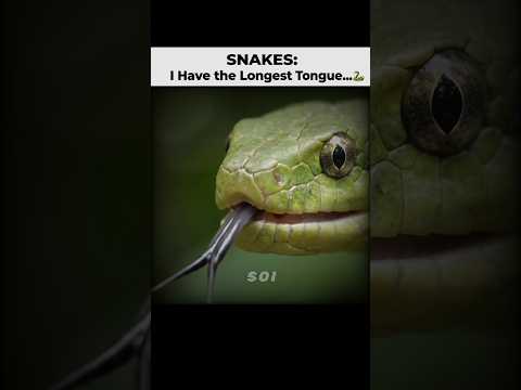 Animals Tongue Is Bigger Than You Think...👅💀 #Shorts #Animals #Biology #Nature #AnimalsFacts #Earth