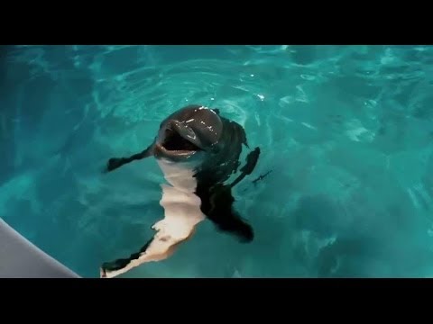 Dolphin Tale - Original Theatrical Trailer