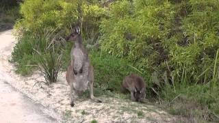 preview picture of video 'Kangaroos & Emus in Innes National Pk, South Australia'