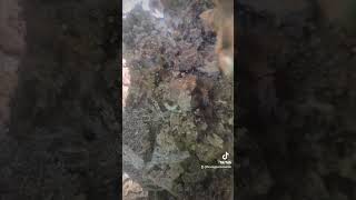 Carpenter Ant colony found in a tree stump while c