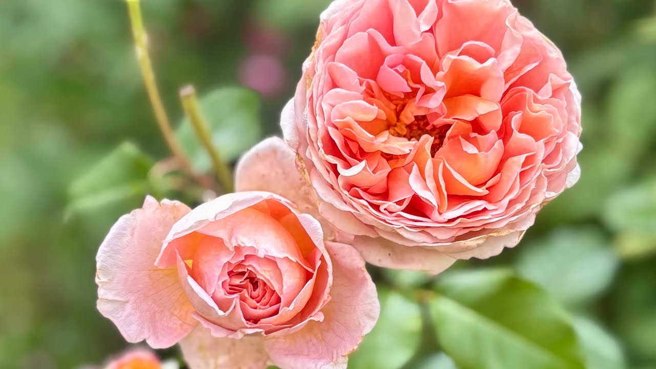 Abraham Darby rose review