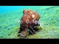 Masters Of Camouflage: The Octopus