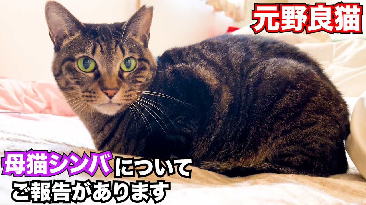 【元野良猫】母猫シンバについてご報告があります #猫 #保護猫 #元野良猫 #cat
