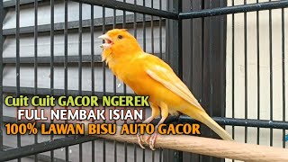 Download lagu kenari gacor panjang Cuit Cuit EMOSI, Pancingan Kenari Paud Belajar Bunyi, terapi AMPUH Kenari MACET mp3