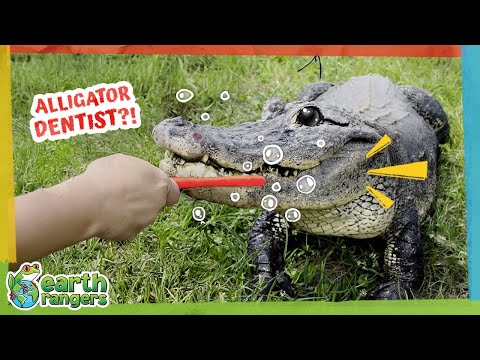 Is Brushing This Alligator's Teeth a Good Idea? |  Earth Rangers