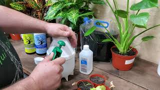 KILLING SPIDER MITES & APHIDS DEAD. www.liquidirt.com for how to keep plants healthy.