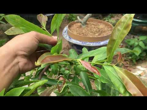 Chặn đọt và loại bỏ cành không cần thiết trên cây mai