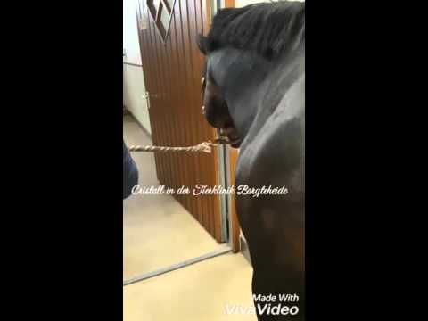 Cristall in der Tierklinik Bargteheide