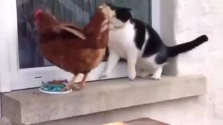 Курица отжала еду у кота