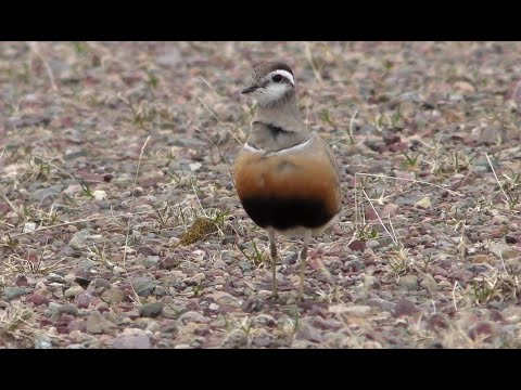 Roadrunners (Dotterel, Mornells, Boltit, Guignards )