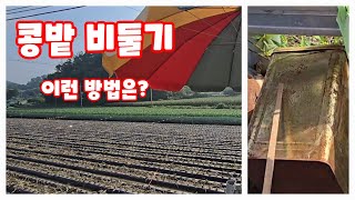 콩밭 비둘기 퇴치 작전 초당 옥수수 후작 메주콩 [콩재배방법]