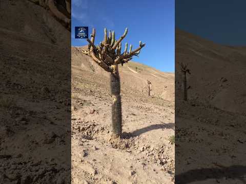 ARICA, PUTRE Y MUCHO MÁS DEL NORTE DE CHILE ♥️ ♥️ QUE LINDO ES EL NORTE 👍