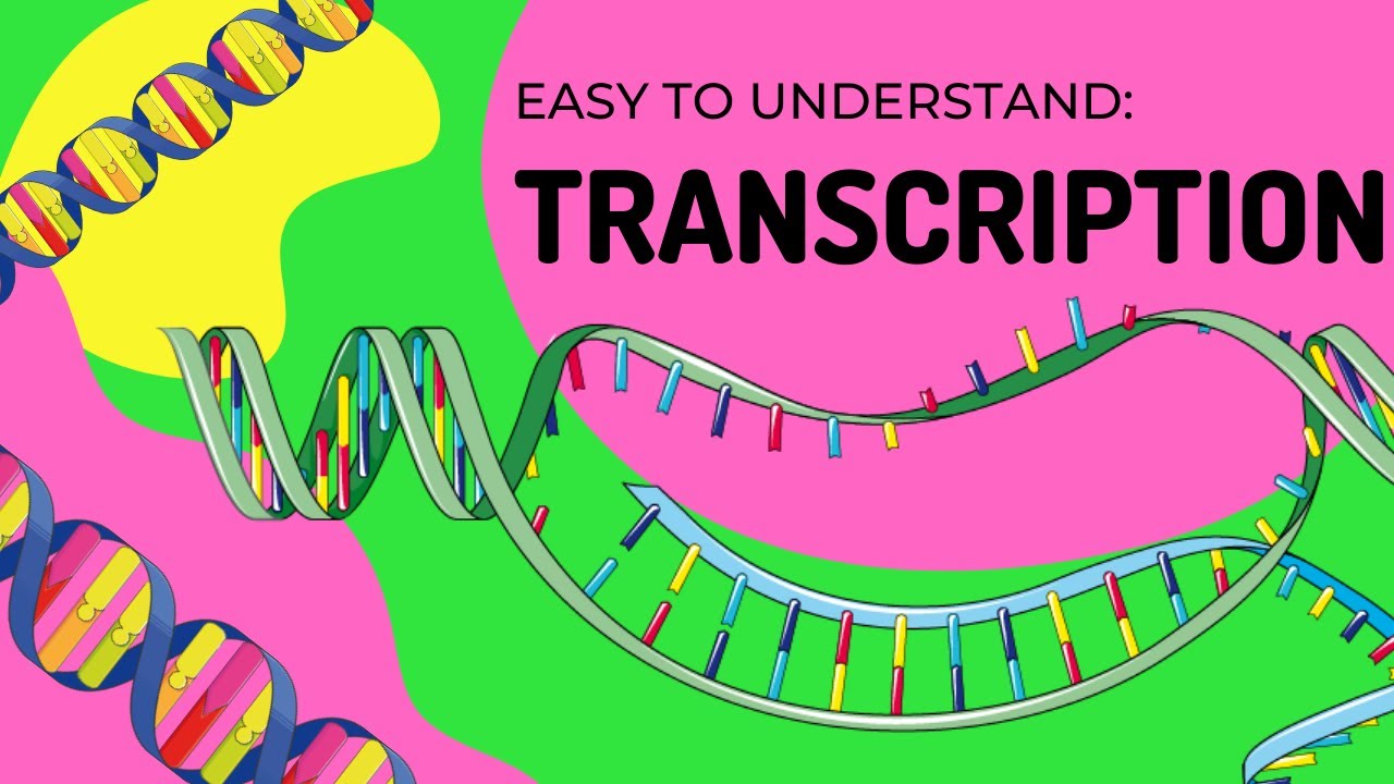 Protein Synthesis | Transcription