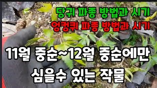 11월중순~12월 중순에만 심을수 있는 작물! #당귀가을파종 #당귀겨울파종 #엉컹퀴겨울파종 #엉컹퀴가을파종 …