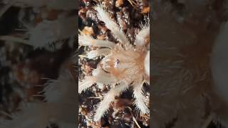 Spiders Under the Microscope | Tiny Animals Turn BIG