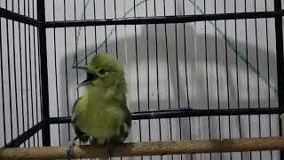 Download lagu apapun jenis sirtumu,jika dengar sirtu ini pasti akan langsung Respon dan ikut Emosi. mp3