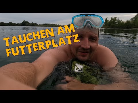 Karpfenangeln mit der Taucherbrille. Das Futter zum Platz schwimmen...