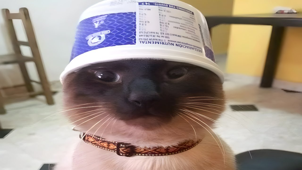 cats are malfunctioning