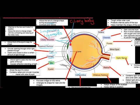 Gr 12 Life Sciences Responding to the Environment Humans Part 4 The Human Eye