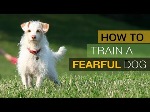 How to Build Confidence in a Fearful Dog