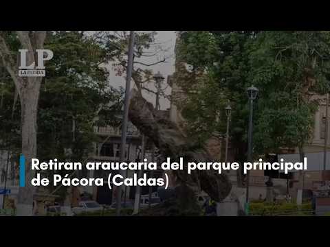 Retiran araucaria del parque principal de Pácora (Caldas)
