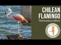 Chilean Flamingo Phoenicopterus Chilensis