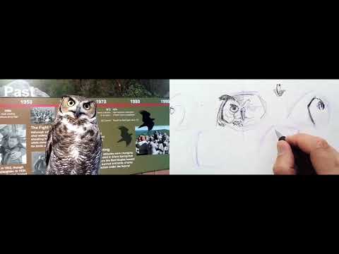 Live sketching with a Great Horned Owl