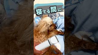 【足の毛カットしたい！】 #トイプードル #シニア犬 #犬 #可愛い