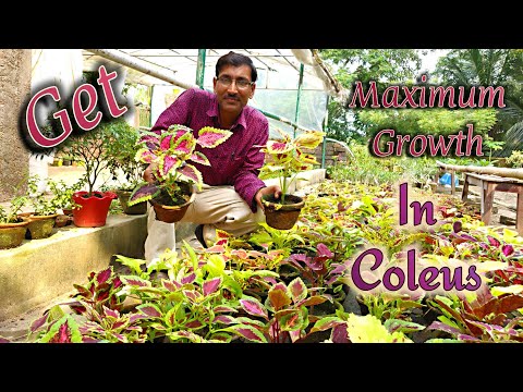 How to propagate and get maximum growth in coleus.