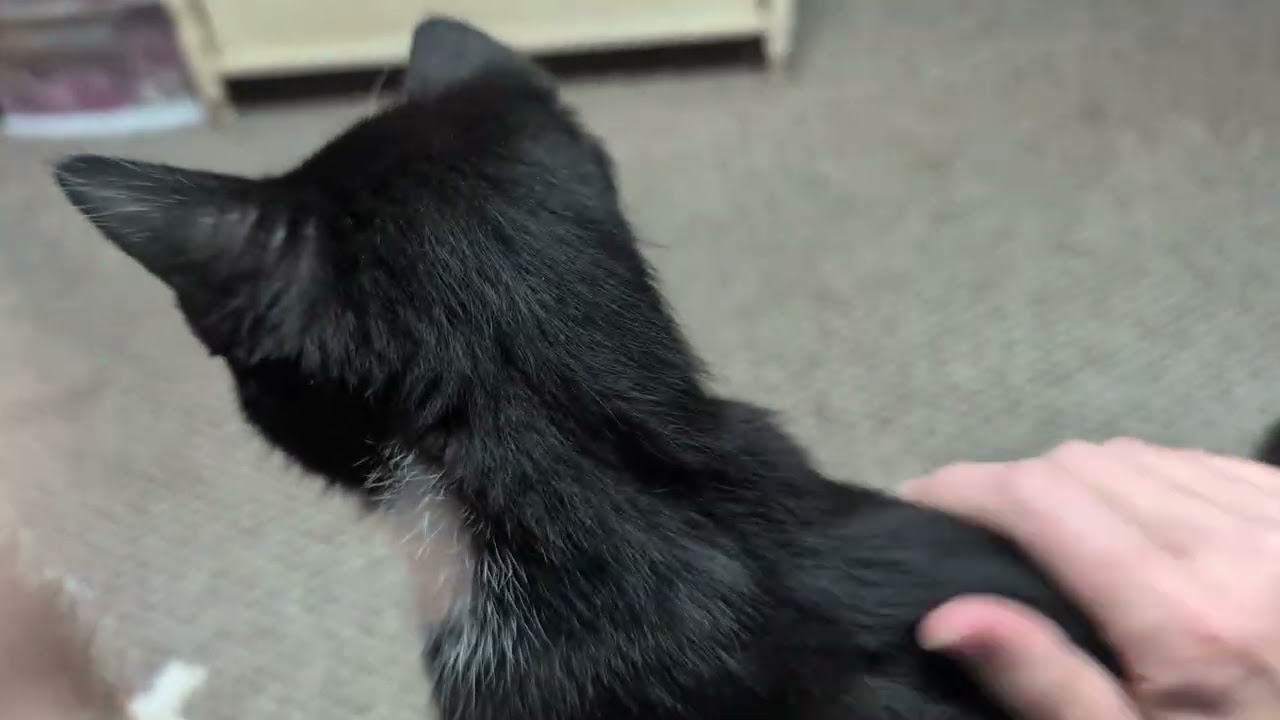 Enlarge Nip, a Adoptable mixed breed in Hyattsville, MD video 2/6