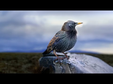 Styx - Build & Destroy (Official Music Video)