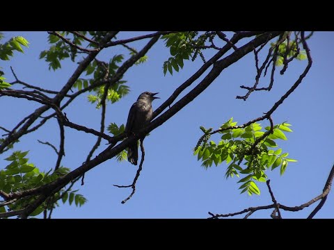 Horárik tajgový (Setophaga striata) — správanie, biotop a hlas