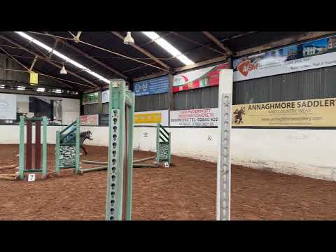 11.2hh pony for sale kids lead rein off lead - Image 2