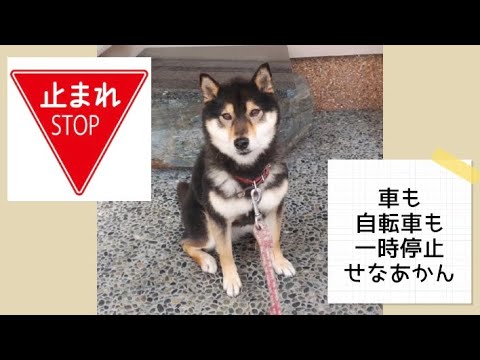 ワンワンU・x・Uお悩み相談室7️⃣1️⃣〜福井市「愛ちゃん」#止まれの標識では車も自転車も止まって安全に✋🚴‍♀️