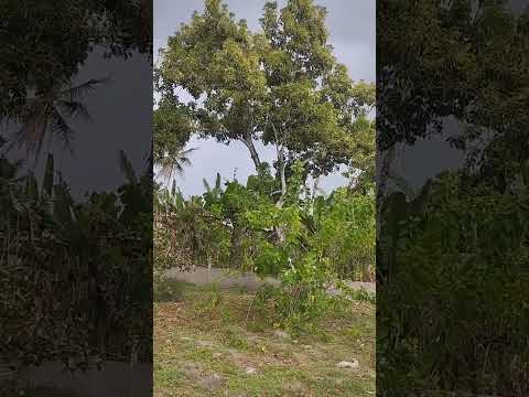 chuva trovoada Itaporanga d'ajuda Sérgipe short vídeo #vida no campo