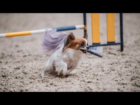 06.08.2022 Dog-Olimp / Visher Dominika & papillon Sheryl - Agility Silver Tour -2 place
