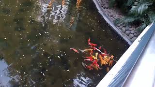 ililibot ko Muna kayo sa park